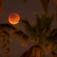 Imagen para el artículo titulado Las mejores fotos del eclipse total y la superluna de ayer
